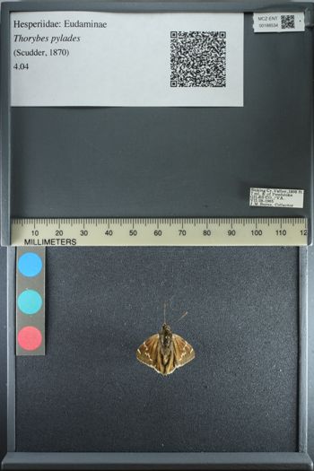 Media type: image;   Entomology 188534
